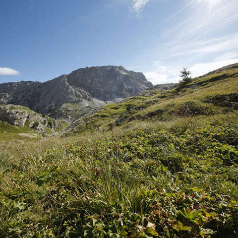 Eine Panoramaaufnahme einer saftig grünen Bergwiese