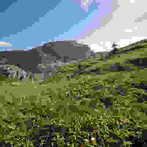 Eine Panoramaaufnahme einer saftig grünen Bergwiese