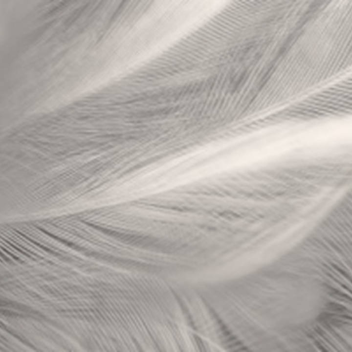 Nahaufnahme von Daunenfedern