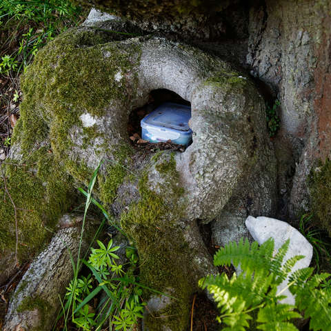 Ein Geocache liegt im Wald versteckt in einem Baumloch.