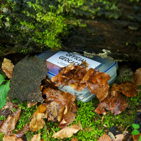 Ein Geocache liegt im Wald versteckt unter einem umgestürzten Baum.