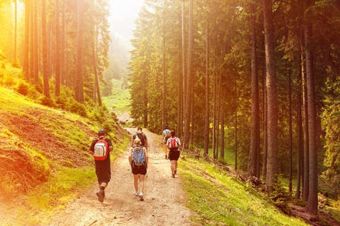 Eine Gruppe von Leuten geht während des Fastenwanderns einen Waldweg entlang.
