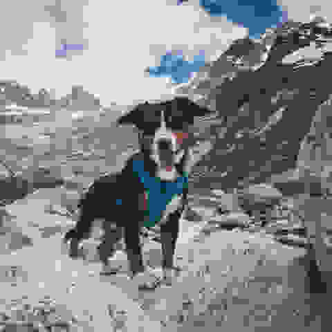 Ein Hund im Gebirge