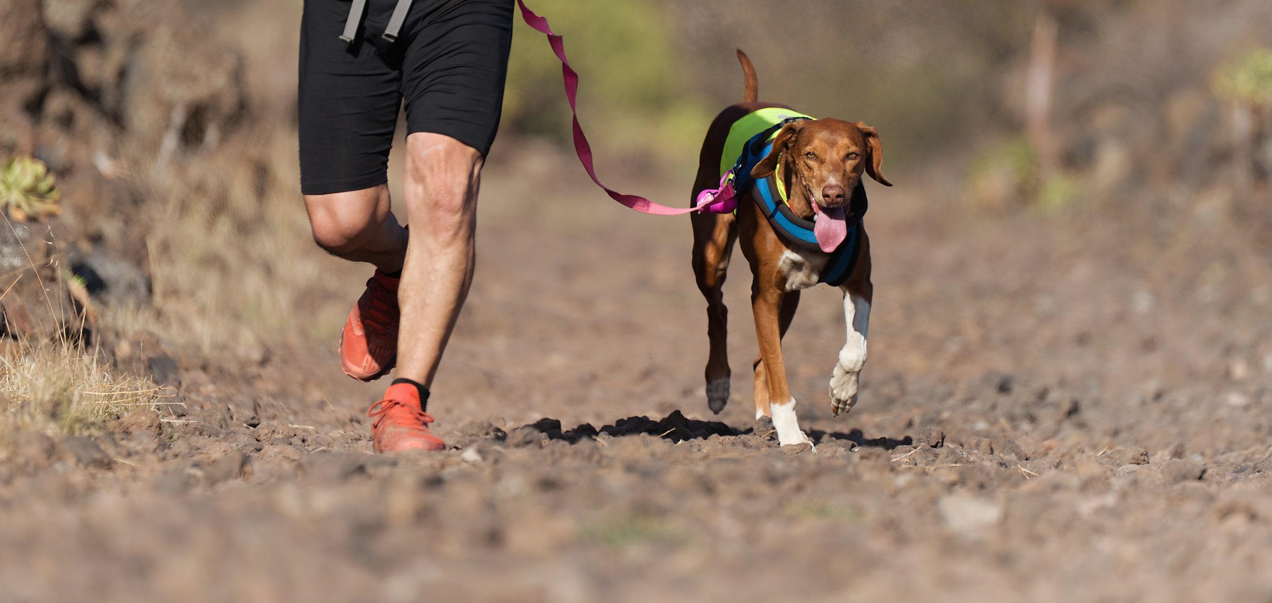 Ein L&auml;ufer joggt mit seinem Hund schnell &uuml;ber einen Feldweg