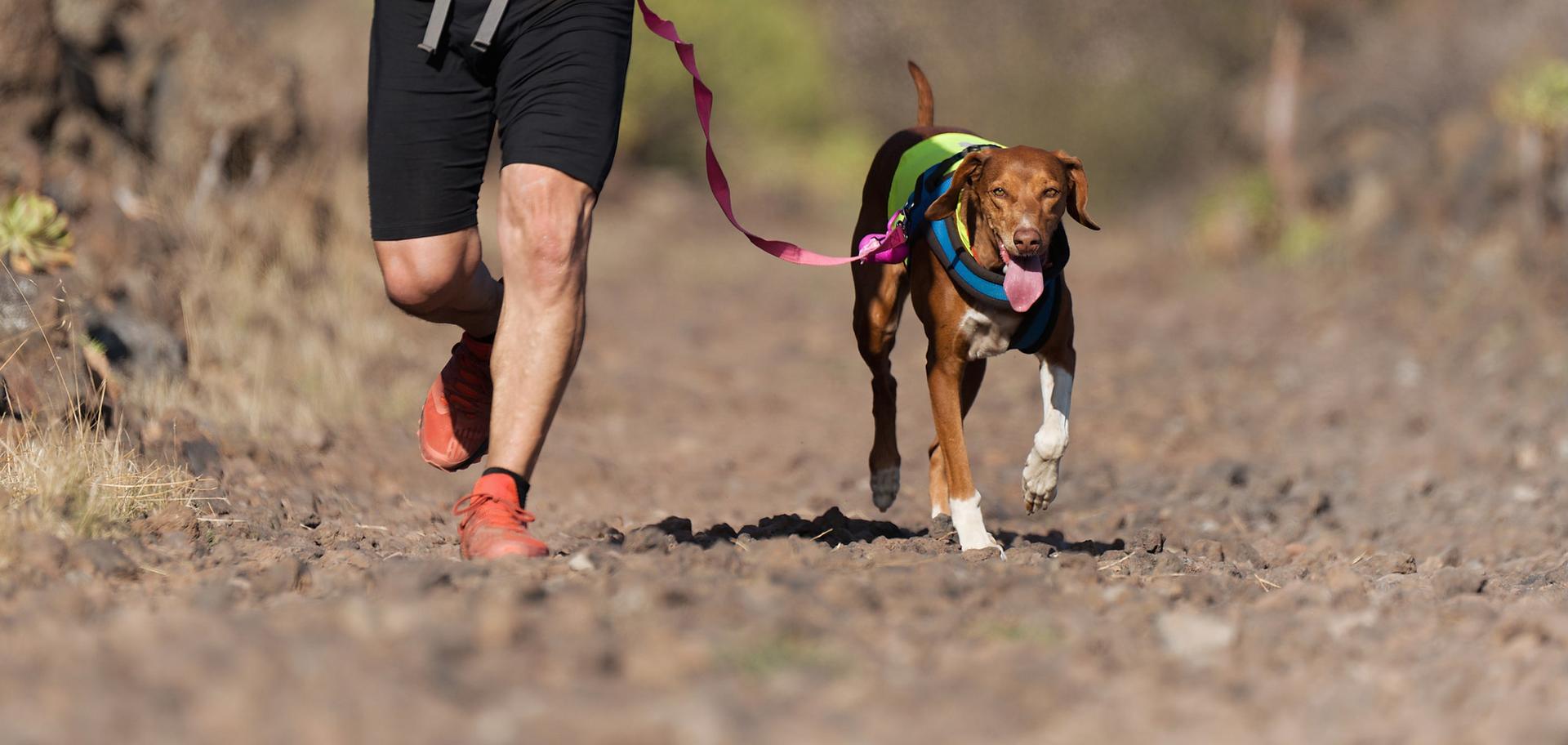 Joggen mit Hund Infos & Tipps bei SportScheck