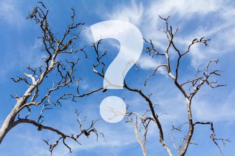 Kahle Äste eines Baums ragen in den blauen Himmel