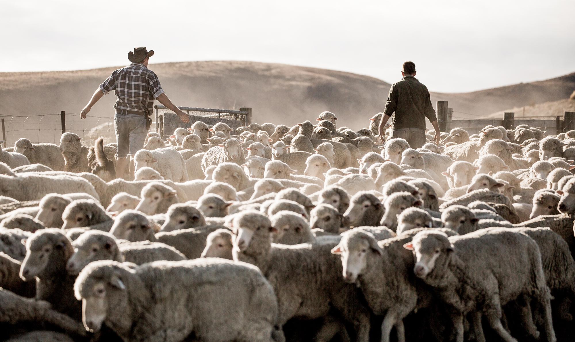 Eine Herde Merino Rams auf einer Weide.