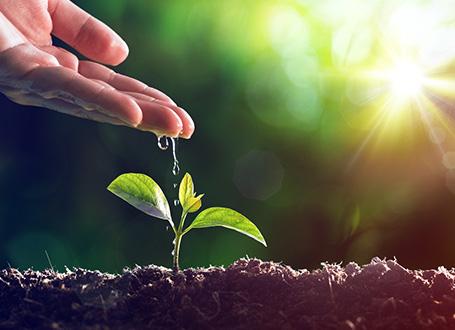 Eine Hand, von der Wassertropfen auf eine kleine Pflanze tropfen.