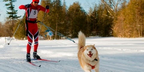 Ein Mann auf Skiern lässt sich von einem Hund ziehen.