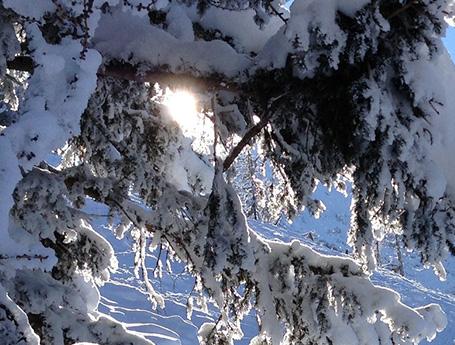 Toller Anblick bei der Skitour Taubenstein: Die Sonne scheint leicht durch dick verschneite Tannenzweige hindurch.