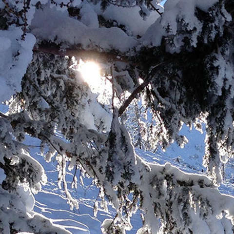 Toller Anblick bei der Skitour Taubenstein: Die Sonne scheint leicht durch dick verschneite Tannenzweige hindurch.