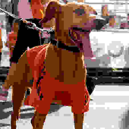 Ein Hund an einer Leine mit orangenem Lauftrikot beim Stadtlauf Freiburg.